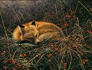 Stephen Lyman&nbsp;Fox Dreams, LIMITED EDITION CANVAS