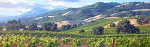Song Of The Wine Country Limited Edition Canvas