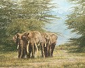 Amboseli Ancients Limited Edition Print