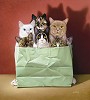A Mixed Bag, LIMITED EDITION CANVAS