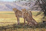 IMMINENT PURSUIT, LIMITED EDITION PRINT