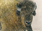 Slow Bull Limited Edition Canvas