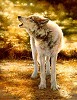Wolfsong Limited Edition Print