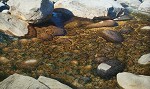 Crystal Waters By Larry Dyke Giclee On Canvas  Artist Proof