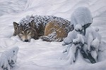 Winters Embrace Limited Edition Canvas