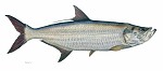 Tarpon Masterwork Canvas Edition