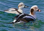 Long Tail Duck With Decoy 2009 2010 Federal Duck Stamp  Limited Edition Print