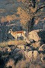 On The Canyon Rim Limited Edition Canvas