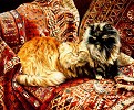 Five Persians Limited Edition Print