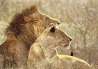 Afterglow Limited Edition Print