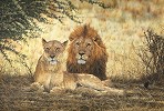 Midday Siesta Limited Edition Canvas