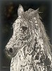 American Horse Limited Edition Canvas