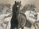 Flight Limited Edition Canvas