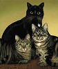 Rainbow Whiskers Limited Edition Print