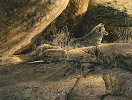 Coyote Afternoon Smallwork Canvas Edition