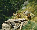 Trail In The Bitter Roots Masterwork Canvas Edition