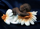Armani&nbsp;The Daisy