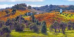 Cabernet Sauvignon Masterwork Edition Canvas