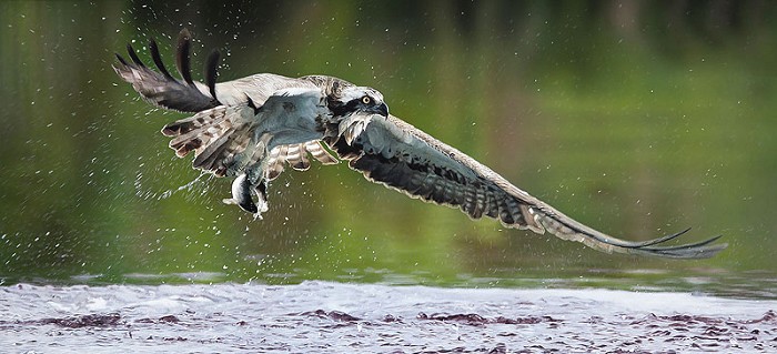 John Bye Catch of the Day 
