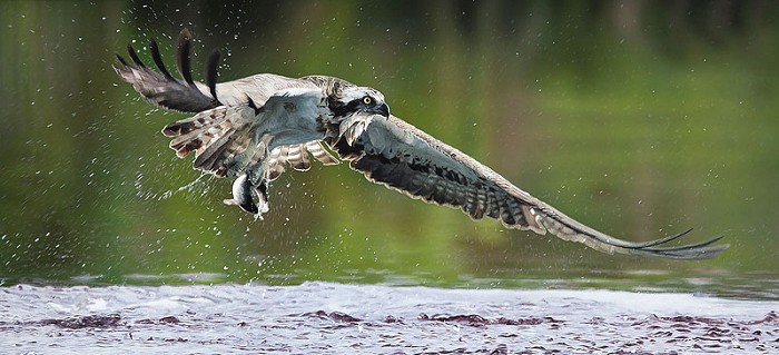 John Bye Catch of the Day Canvas