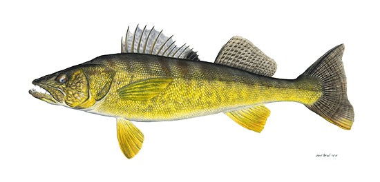 Flick Ford Walleye Limited Edition Canvas