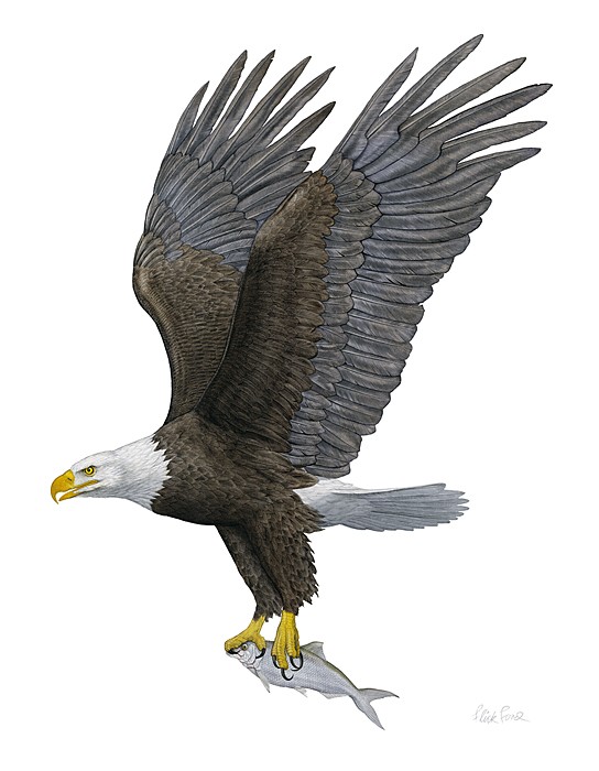 Flick Ford Bald Eagle 