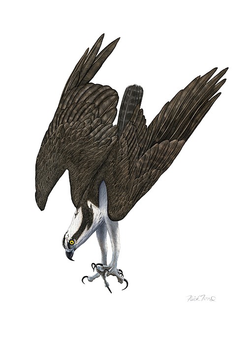 Flick Ford Diving Osprey Giclee On Canvas