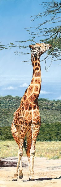 Guy Combes Rothschild Giraffe Nakuru Park 
