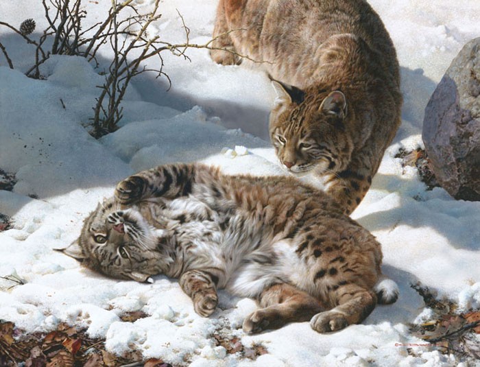 Carl Benders Love is in the Air - Bobcats Giclee On Canvas