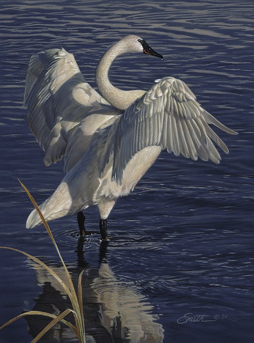 Daniel Smith Graceful Display- Swan Giclee On Canvas