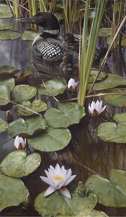 Carl Benders In the Swim of Things - Loon Giclee On Canvas