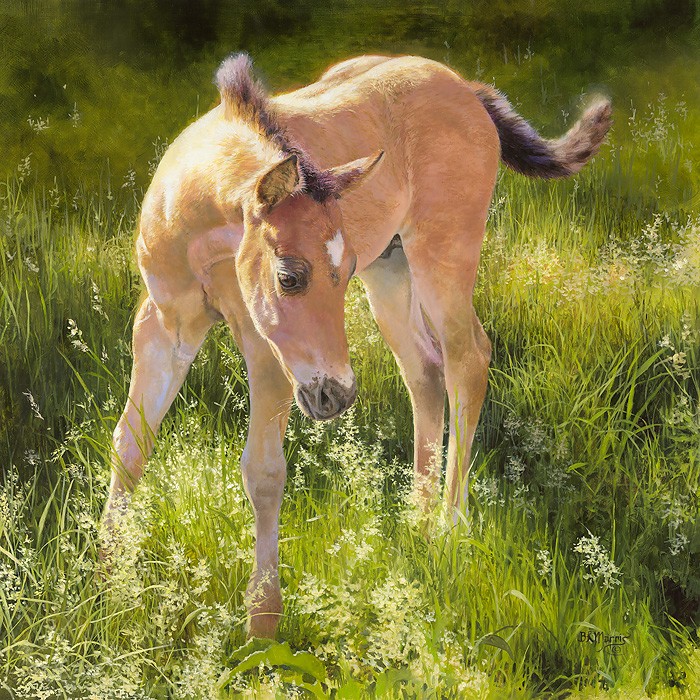 Bonnie Marris Montana Colt Giclee On Canvas