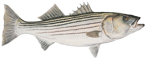 Flick Ford Mature Striped Bass Smallwork Canvas Edition 