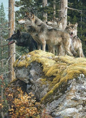 Carl Benders-Lookout Tower-Wolves