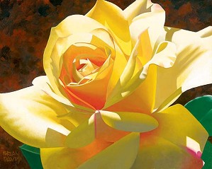 Brian Davis-Golden Solo Rose