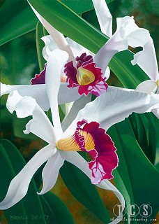 Brian Davis-Captivating Cattleya