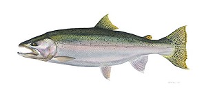 Flick Ford-Steelhead Limited Edition Canvas