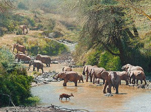 Guy Combes-Ancestral Oasis