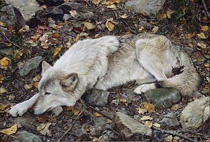 Carl Benders-The Fall Guy - Tundra Wolf