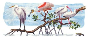 Flick Ford-Shorebirds in the Mangroves Masterworks Edition