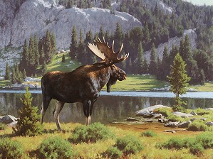 Tucker Smith-Moose at Dean Lake