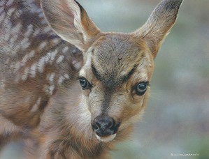 Carl Benders-Spotted - Mule Deer Fawn