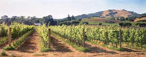 June Carey-Vineyard Before the Harvest