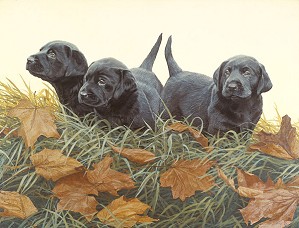 John Weiss-Lab Puppies ANNIVERSARY EDITION ON