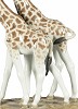 Giraffes by Lladro