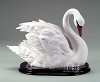 Swan - Semi-Closed Wings