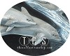 Dolphin Wave