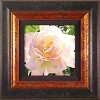 Single Pristine Rose Framed