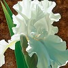Solitary White Iris