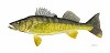 Walleye